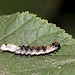 Young larva • Snitterfield Bushes, Warwickshire • © Brian Kilby