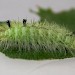 Intermediate instar larva • Chorlton, Greater Manchester • © Ben Smart