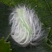 Final instar larva • Chorlton, Greater Manchester • © Ben Smart