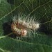 Larva • Early instar larva • © Robert Homan