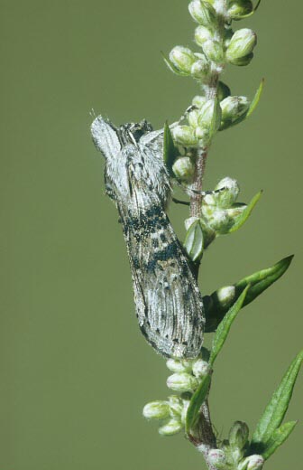 The Wormwood Cucullia absinthii