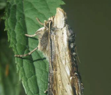 Adult • Netherlands, ex. Larva • © Jeroen Voogd