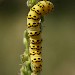 Larva • © Nigel Partridge