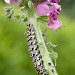 Larvae • Oxfordshire, on Verbascum • © Treve Willis