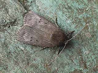 Mouse Moth Amphipyra tragopoginis