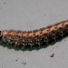 Larva • Doncaster, S. Yorks • © Simon Noble