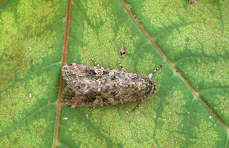 Small Mottled Willow Spodoptera exigua
