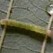 Early instar larva • ex. ova, Elton, Cambs. • © Brian Stone