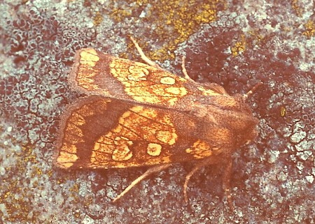 Frosted Orange Gortyna flavago