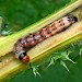 Larva • In stem of Cirsium arvense, Halesowen, W. Midlands • © Patrick Clement