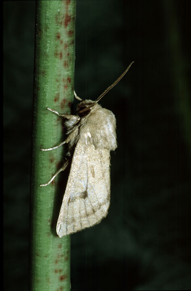 Marsh Mallow Moth Hydraecia osseola