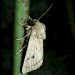 Adult • Kent • © David Green/Butterfly Conservation