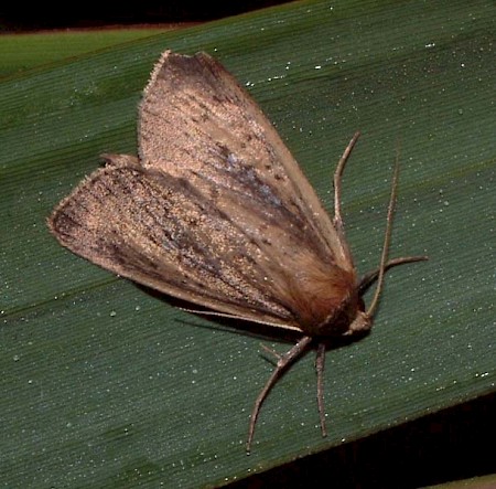 White-mantled Wainscot Archanara neurica