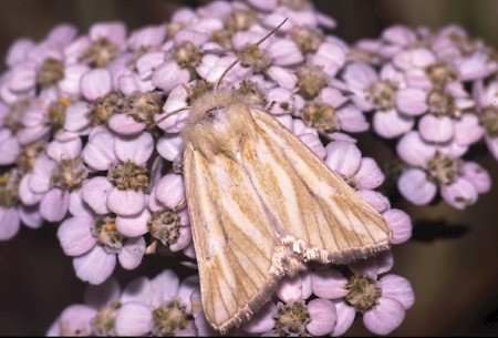 Brighton Wainscot Oria musculosa