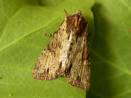 Clouded-bordered Brindle Apamea crenata