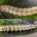 Final instar larva • Chorlton, Gtr. Manchester • © Ben Smart