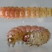 Larva - early instar • Chorlton, Gtr. Manchester • © Ben Smart