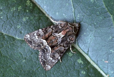 Rufous Minor Oligia versicolor