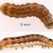 Larva 9 mm. • Salix catkins. April. Lancs. Imago reared • © Ian Smith