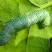 Larva • Reared from female, Kent • © Philip Jewess