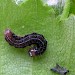 3rd instar larva • © Shane Farrell