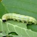 Larva • Ex. larva, Monk