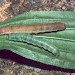 Larvae • Ex North Devon female • © David Green/Butterfly Conservation