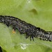 Moulting larva • Hardenberg, The Netherlands • © Ab H. Baas