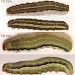 Larva • On Filipendula ulmaria. June. Montgomeryshire. Imago reared • © Ian Smith