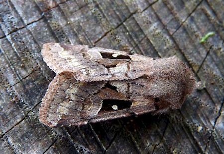 Hebrew Character Orthosia gothica