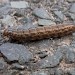 Larva • Skipton, N. Yorkshire • © Robert Simpson