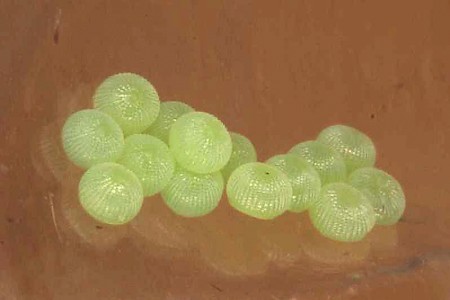Bright-line Brown-eye Lacanobia oleracea