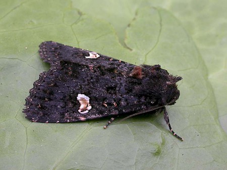 Dot Moth Melanchra persicariae