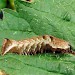 Larva • Littleborough, Lancashire • © Ian Kimber