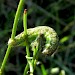 Larva • Mwnt, Ceredigion • © Lori Powell
