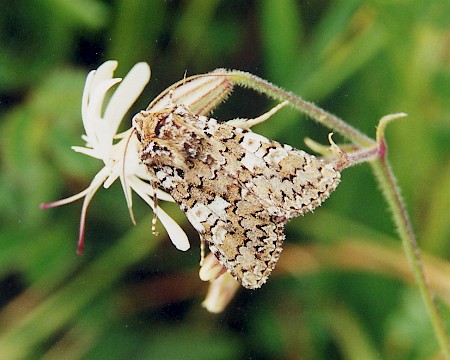 White Spot Hadena albimacula
