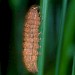 Larva • Richmond Park, London • © Nigel Reeve