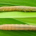 Larva • Wicken Fen, Cambs. • © Mark Skevington