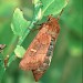 Female • Ex female from larvae, Monmouthshire • © Roy Leverton