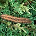 Larva • Ex female from larvae, Monmouthshire • © Roy Leverton