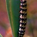 Larva • Herault, France • © John Feltwell