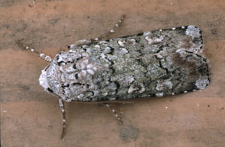 Portland Moth Actebia praecox