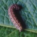 Larva, brown form • Littleborough, Lancashire • © Ian Kimber