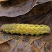 Larva, yellow form • East Ross, Scotland • © Nigel Richards