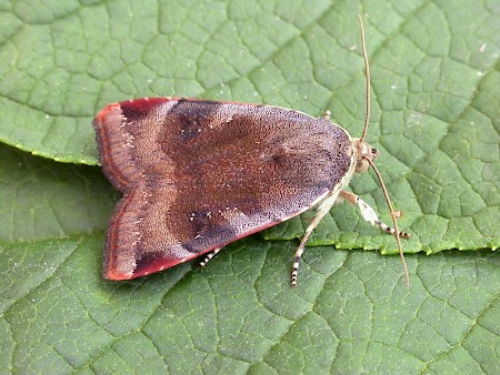 Lesser Broad-bordered Yellow Underwing Noctua janthe