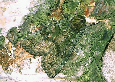 Green Arches Anaplectoides prasina