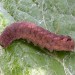 Larva • Laxfield, East Suffolk • © Nigel Whinney