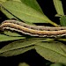 Larva • Roudsea Woods NNR, Cumbria • © Rob Petley-Jones