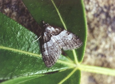 Short-cloaked Moth Nola cucullatella