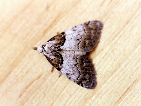 Short-cloaked Moth Nola cucullatella